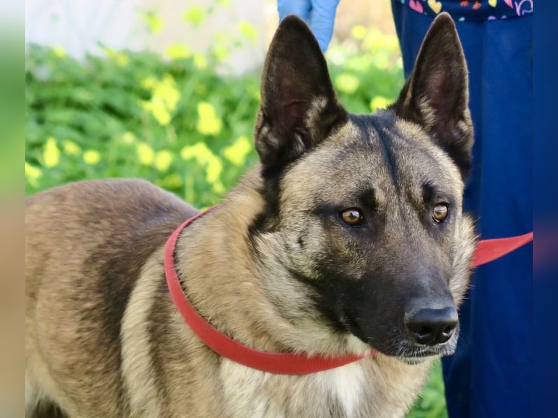 Lampo - lernfreudig, freundlich und zutraulich