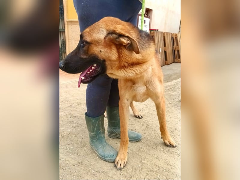 Atlas - Schäferhundmix Rüde - offen, freundlich, zutraulich