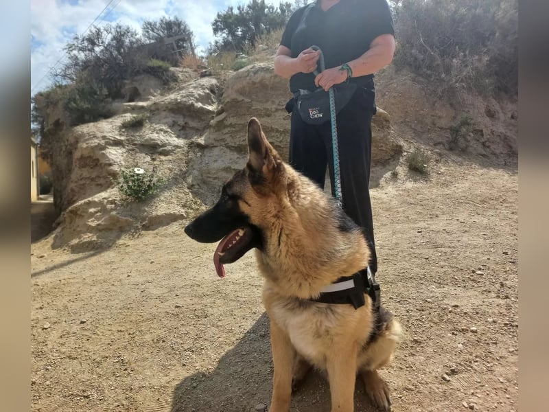 Harry, freundlich, neugierig und "arbeitswillig"