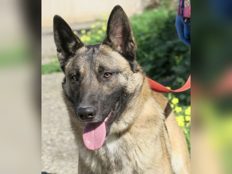 Lampo - lernfreudig, freundlich und zutraulich