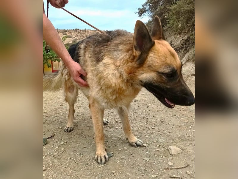 Aslan - Schäferhund-Mix Rüde - zutraulich, lernfreudig, offen