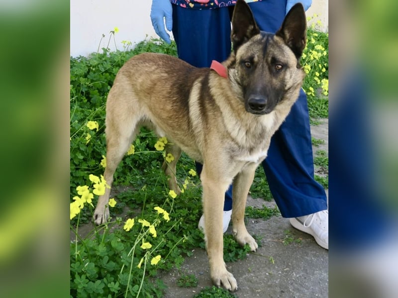 Lampo - lernfreudig, freundlich und zutraulich