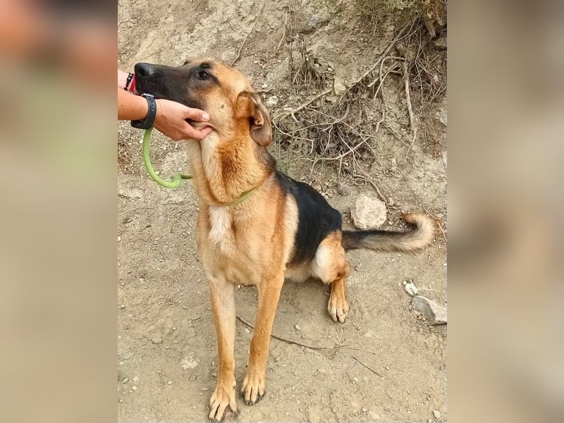 Atlas - Schäferhundmix Rüde - offen, freundlich, zutraulich