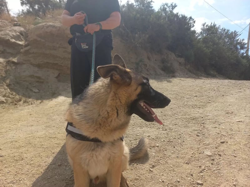 Harry, freundlich, neugierig und "arbeitswillig"