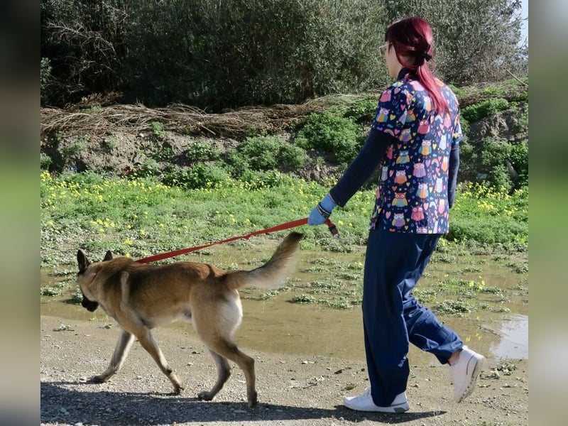 Lampo - lernfreudig, freundlich und zutraulich