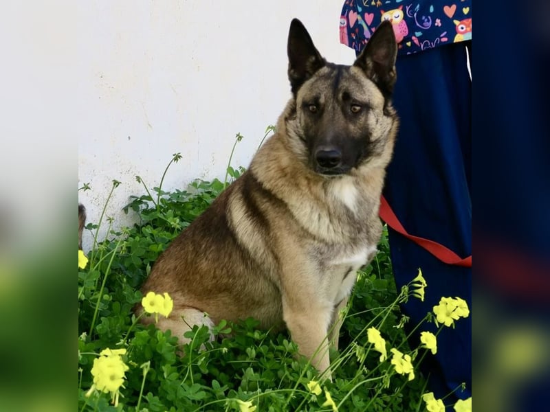 Lampo - lernfreudig, freundlich und zutraulich