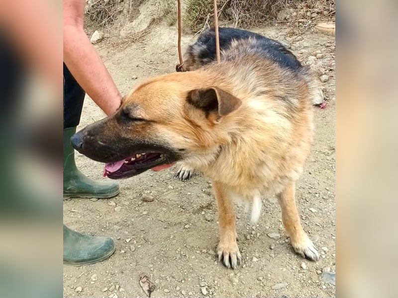 Aslan - Schäferhund-Mix Rüde - zutraulich, lernfreudig, offen