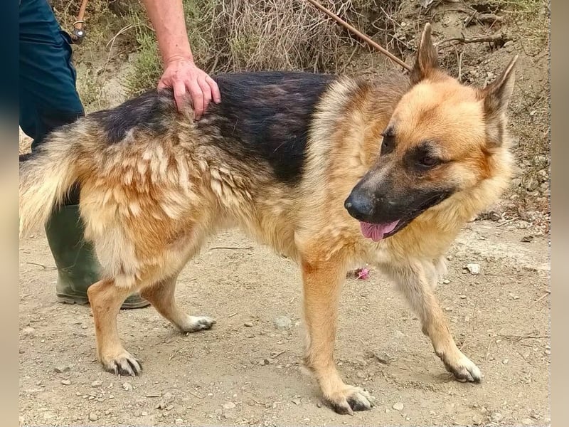 Aslan - Schäferhund-Mix Rüde - zutraulich, lernfreudig, offen