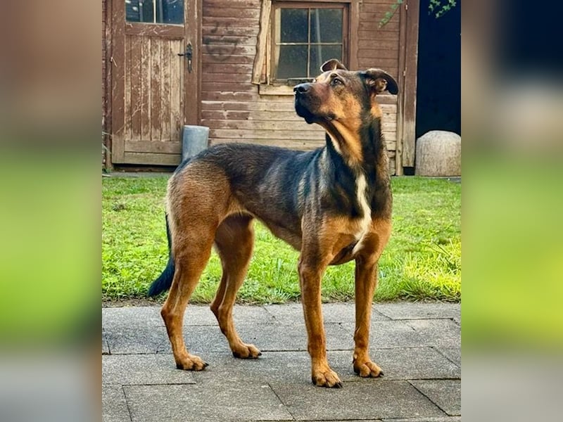 Tolle große Schäfimix QUECA - kastriert