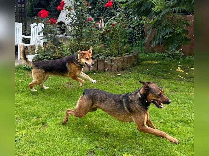 Tolle große Schäfimix QUECA - kastriert