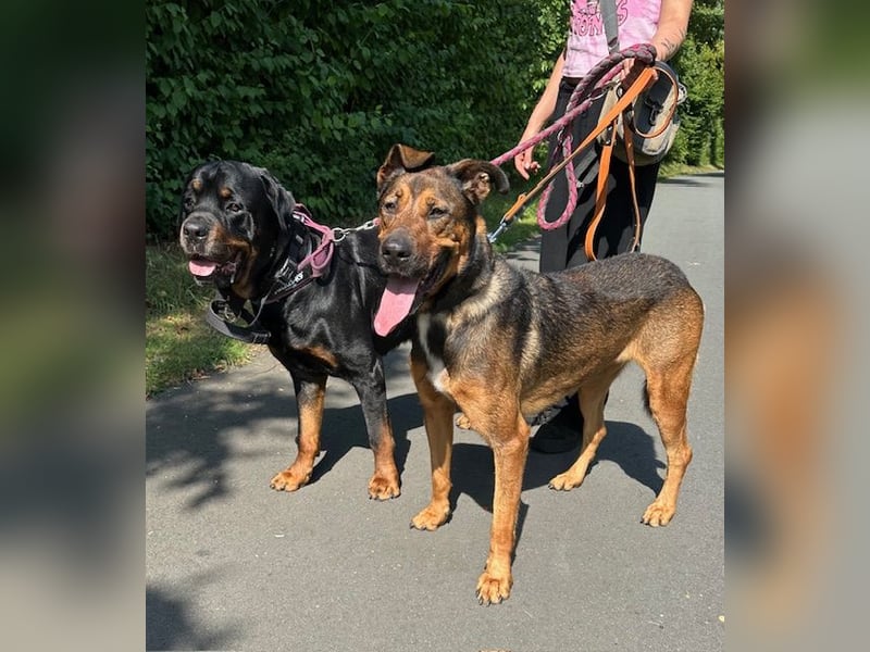 Tolle große Schäfimix QUECA - kastriert