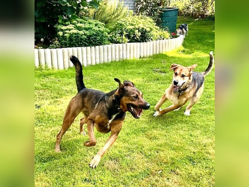 Tolle große Schäfimix QUECA - kastriert