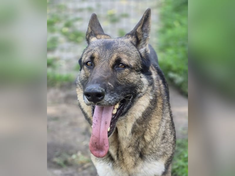 Schäferhund Argo sucht sein Zuhause