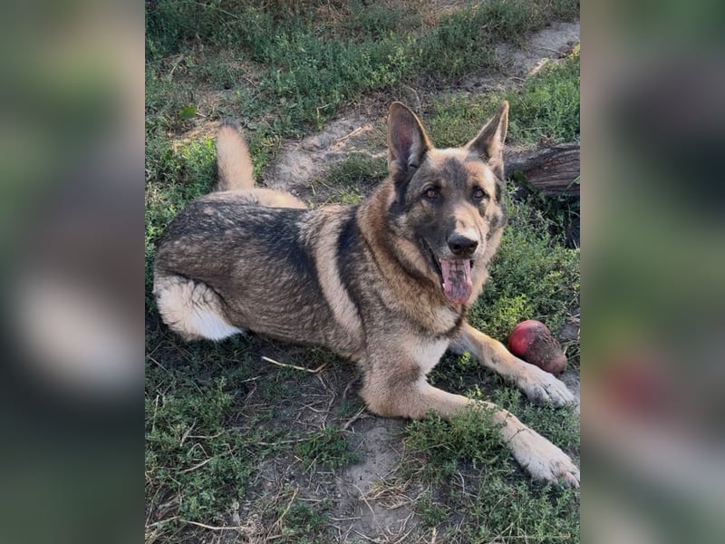 Schäferhund Argo sucht sein Zuhause