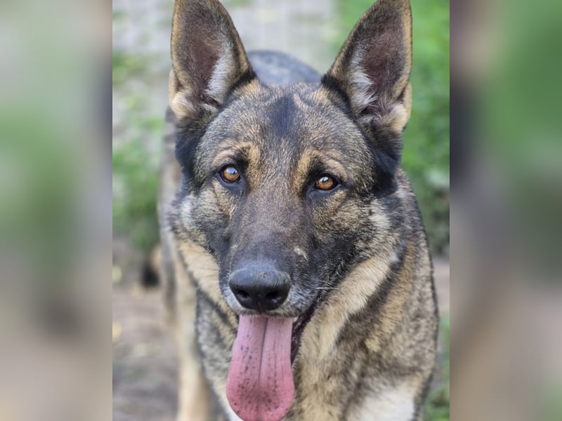 Schäferhund Argo sucht sein Zuhause