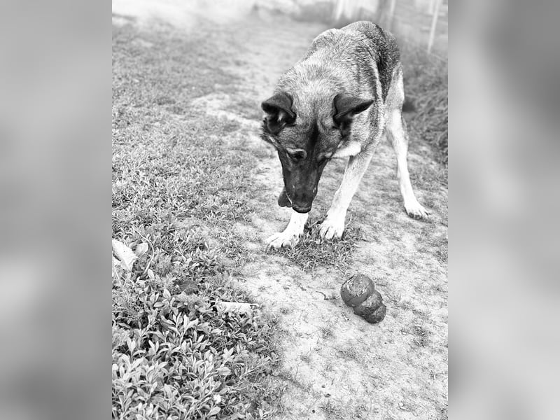 Schäferhund Argo sucht sein Zuhause