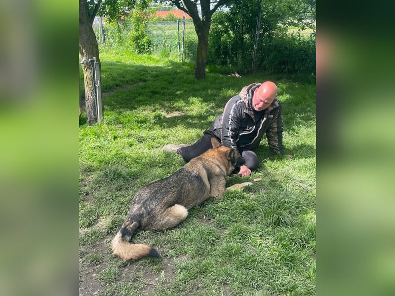 Schäferhund Argo sucht sein Zuhause