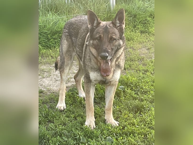 Schäferhund Argo sucht sein Zuhause