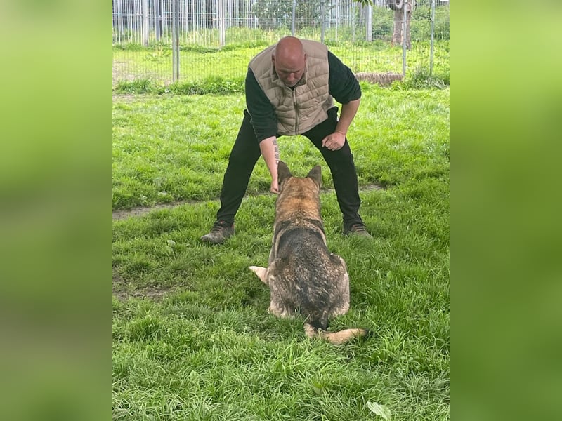 Schäferhund Argo sucht sein Zuhause
