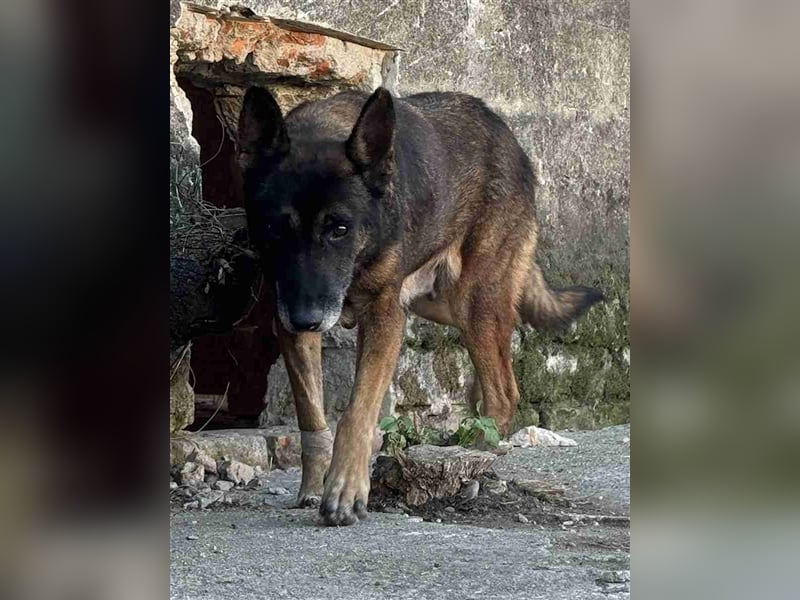 LUPOAICA, Hündin, 7,5 Jahre, 47cm, Schäferhund-Mischling, Tierschutz