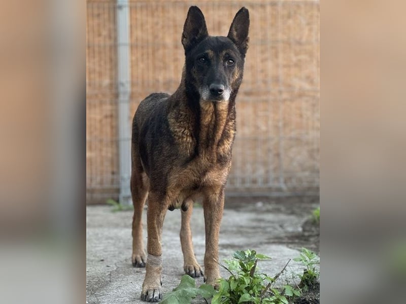 LUPOAICA, Hündin, 7,5 Jahre, 47cm, Schäferhund-Mischling, Tierschutz