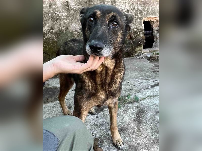 LUPOAICA, Hündin, 7,5 Jahre, 47cm, Schäferhund-Mischling, Tierschutz