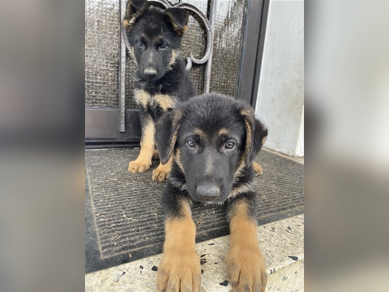 Schäferhund Welpen    Weibchen