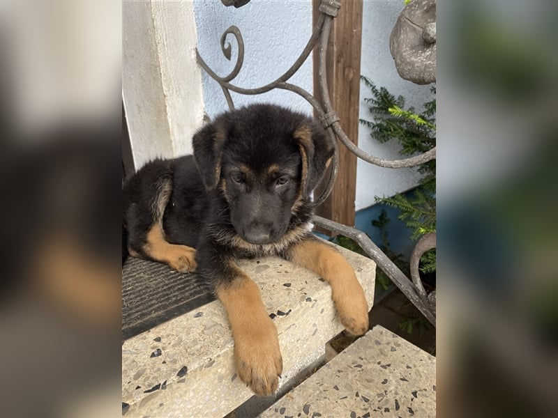 Schäferhund Welpen    Weibchen