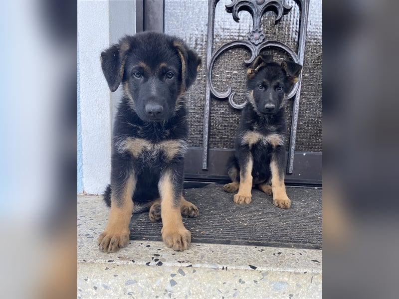 Schäferhund Welpen    Weibchen