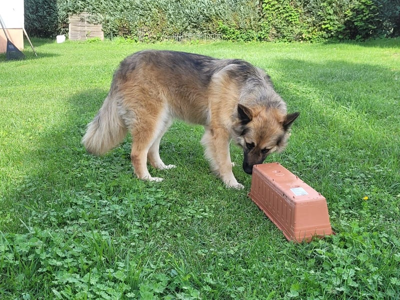 Luna sucht ein neues Zuhause