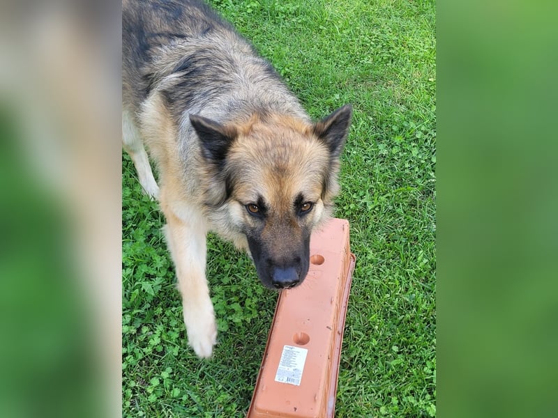 Luna sucht ein neues Zuhause