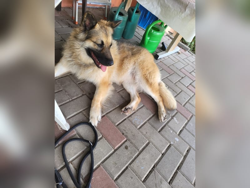 Luna sucht ein neues Zuhause