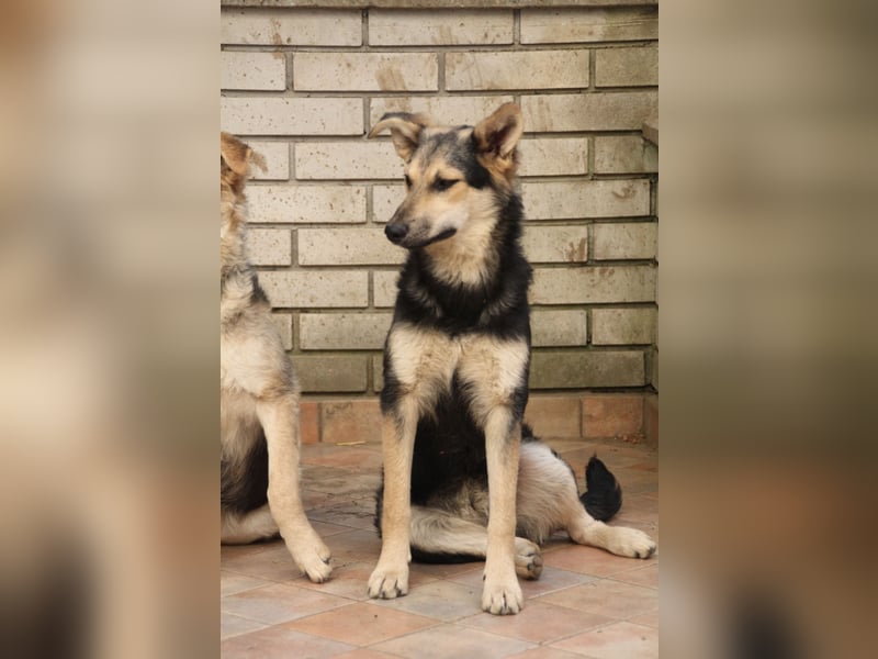 Schäferhund Mix Meggi