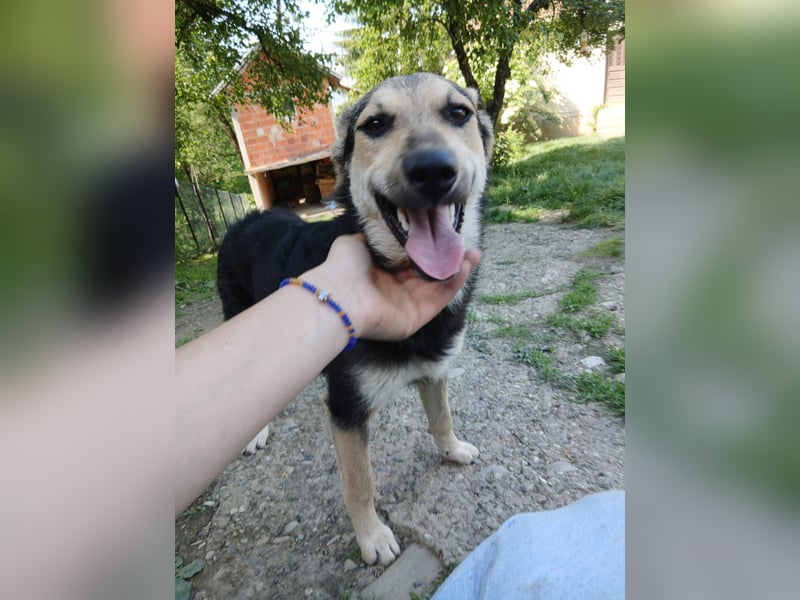 Schäferhund Mix Meggi