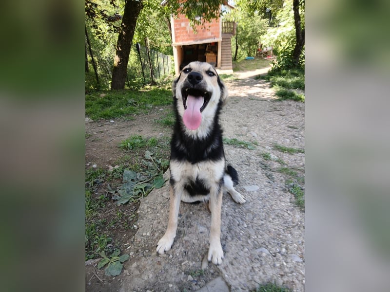 Schäferhund Mix Meggi