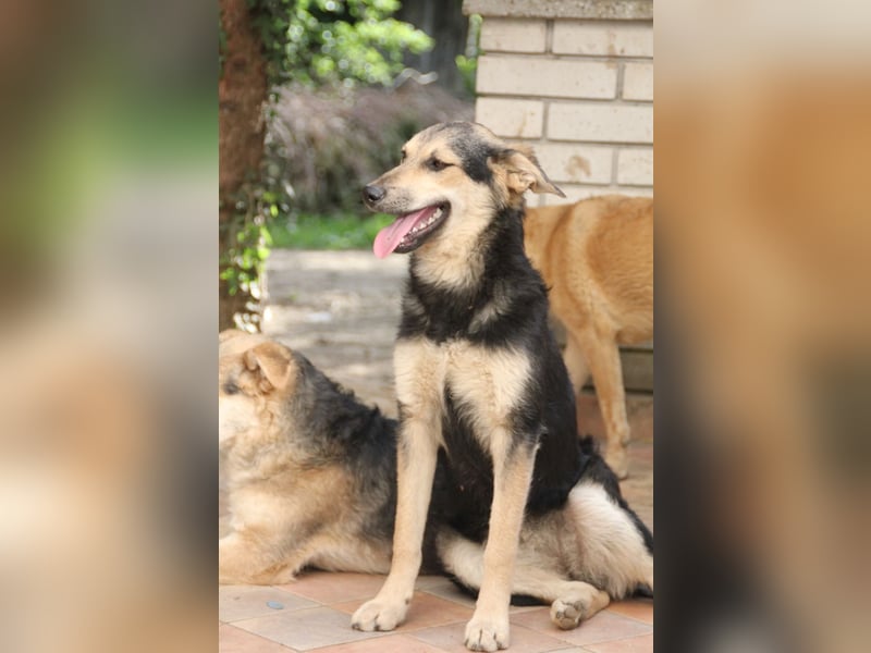 Schäferhund Mix Meggi