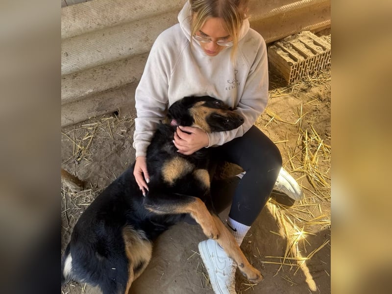 MIMI - traumhafte Schäferhund-Mix-Hündin