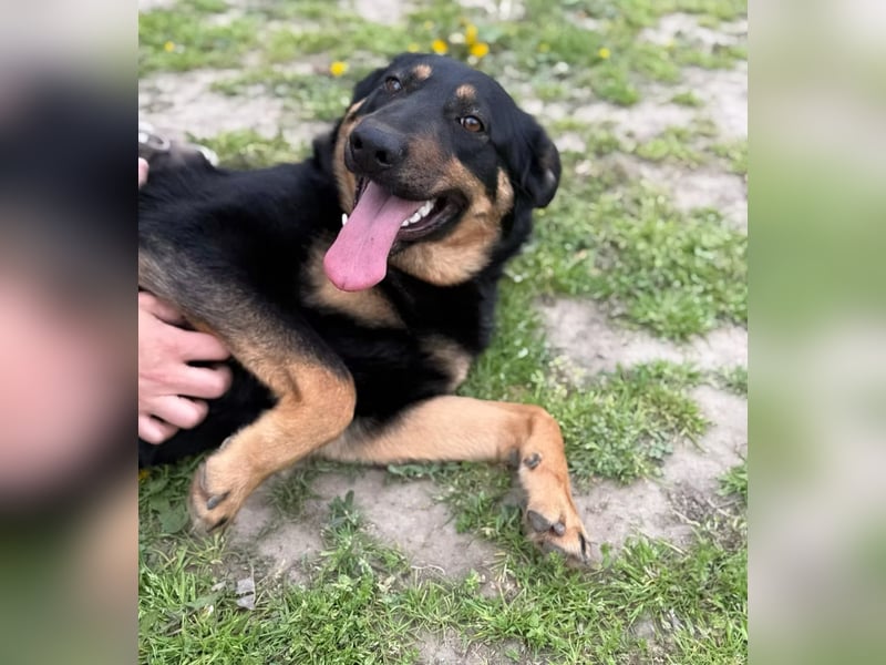MIMI - traumhafte Schäferhund-Mix-Hündin