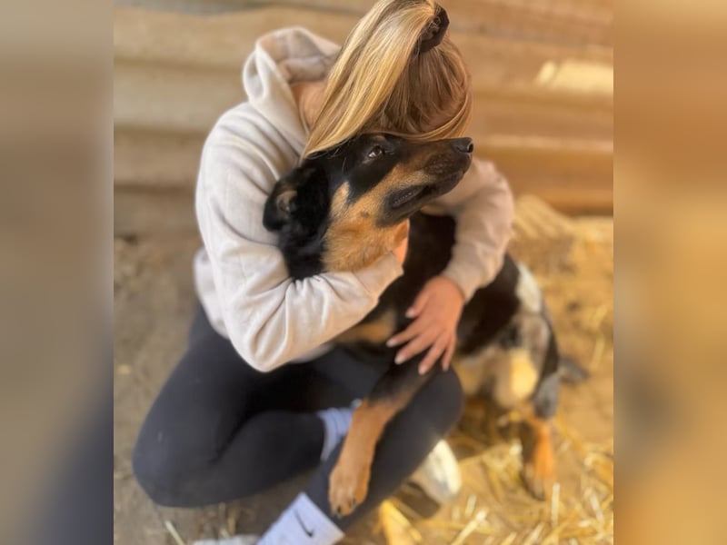 MIMI - traumhafte Schäferhund-Mix-Hündin