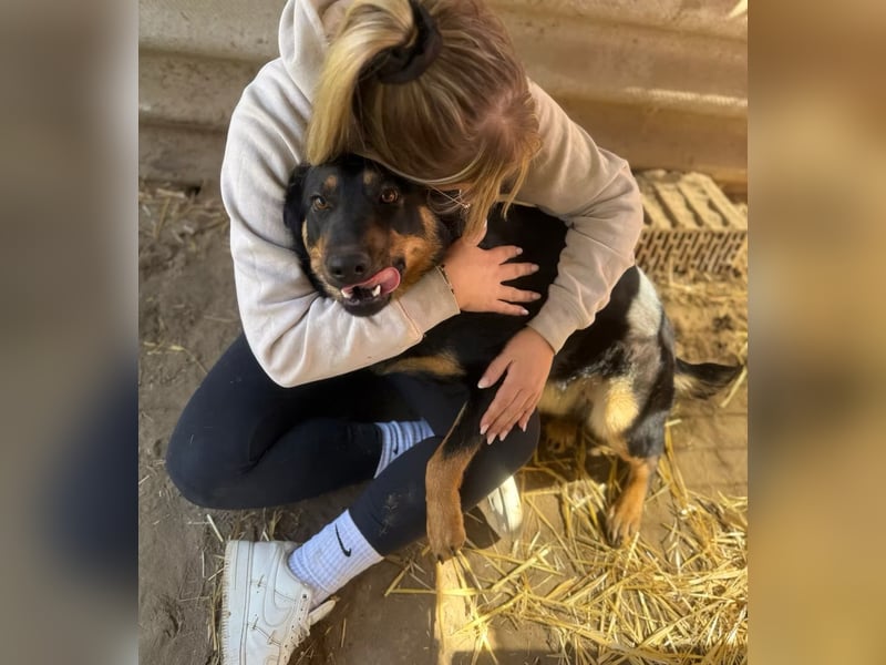 MIMI - traumhafte Schäferhund-Mix-Hündin