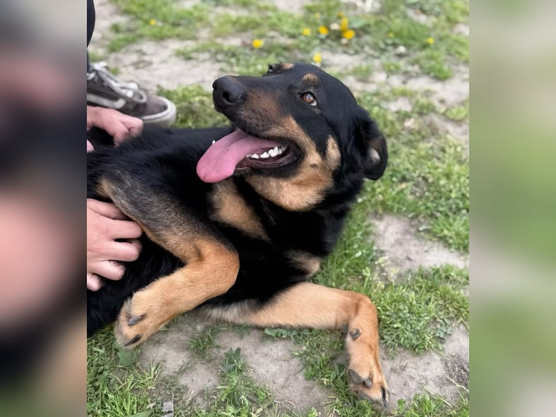 MIMI - traumhafte Schäferhund-Mix-Hündin