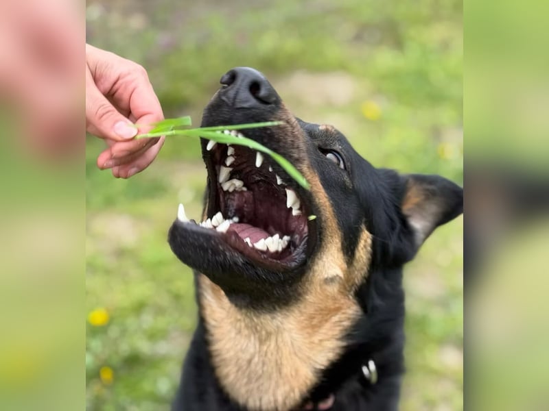 MIMI - traumhafte Schäferhund-Mix-Hündin