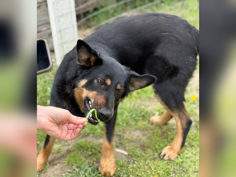 MIMI - traumhafte Schäferhund-Mix-Hündin