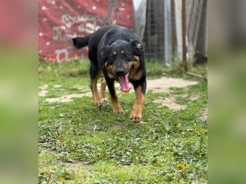 MIMI - traumhafte Schäferhund-Mix-Hündin