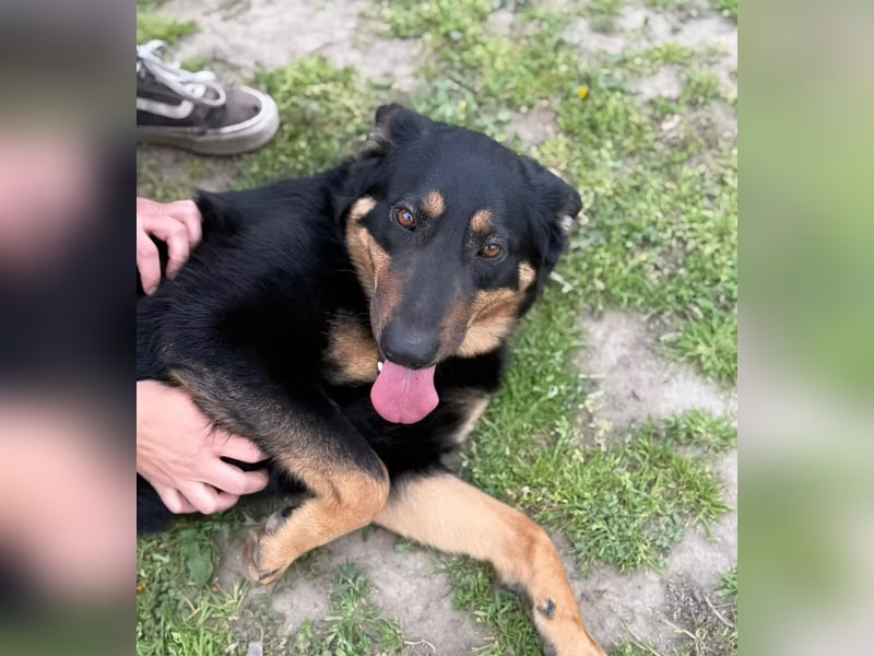 MIMI - traumhafte Schäferhund-Mix-Hündin