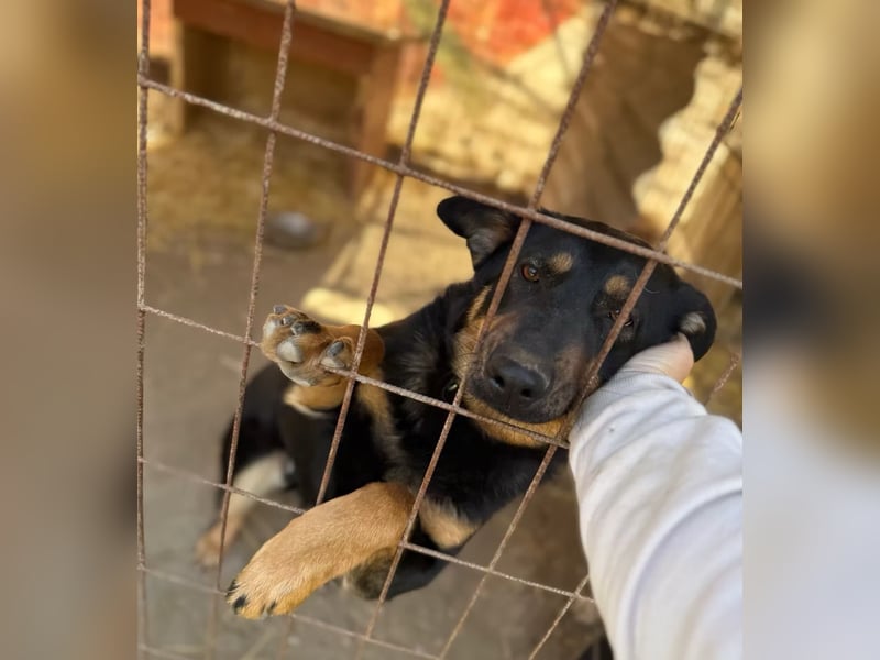 MIMI - traumhafte Schäferhund-Mix-Hündin