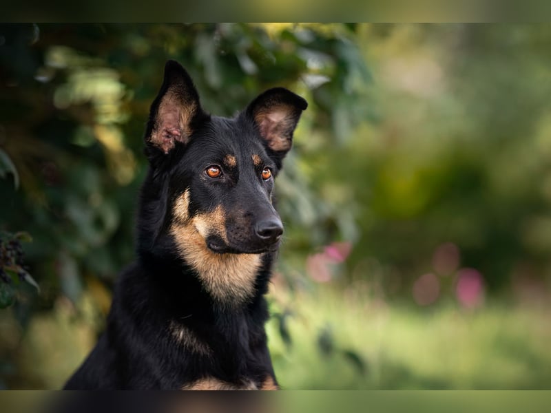 MIMI - traumhafte Schäferhund-Mix-Hündin