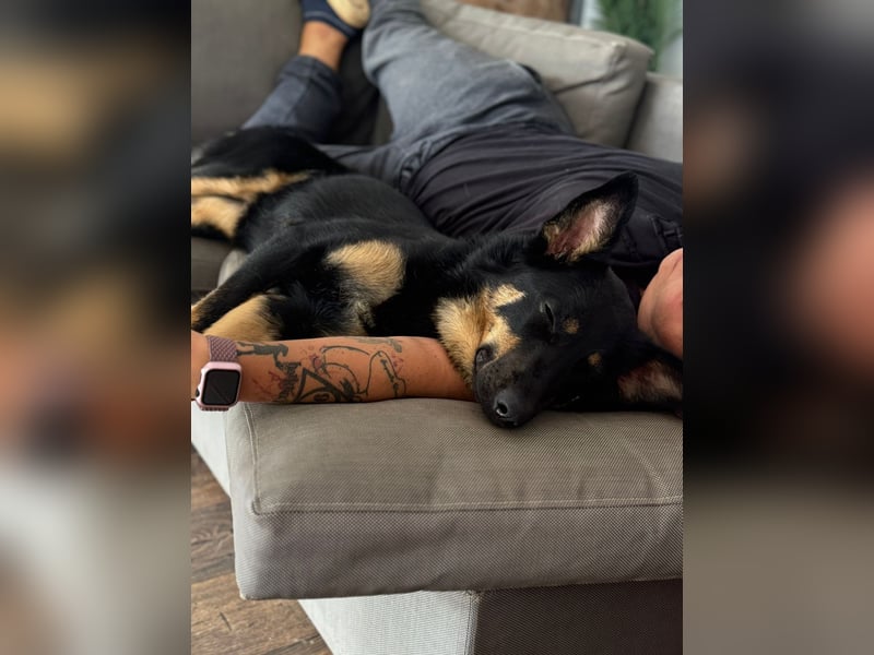 MIMI - traumhafte Schäferhund-Mix-Hündin