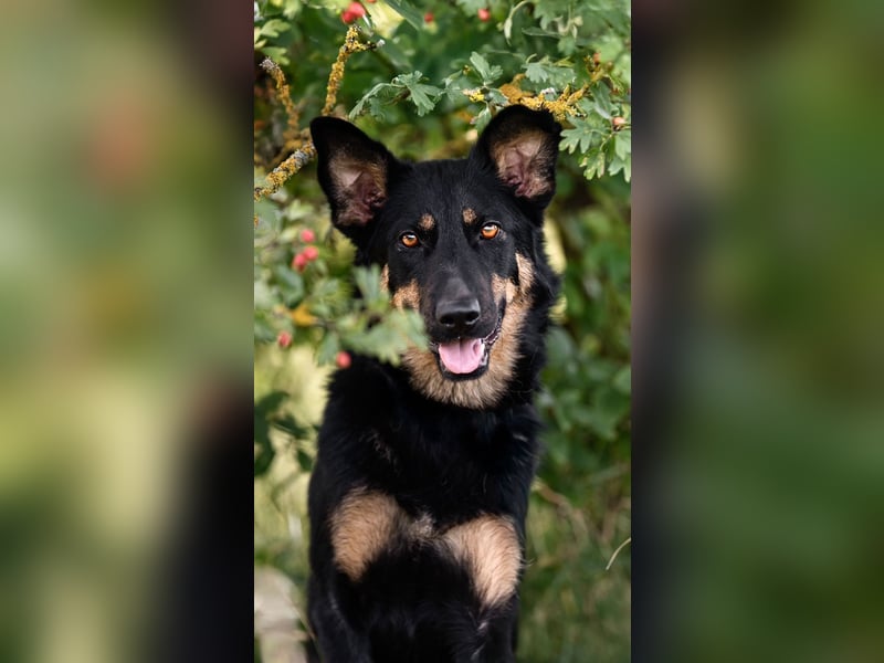 MIMI - traumhafte Schäferhund-Mix-Hündin