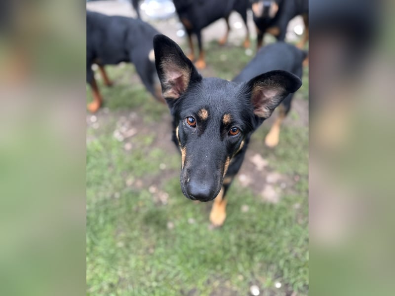 MIMI - traumhafte Schäferhund-Mix-Hündin